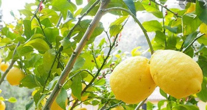 Limonetto